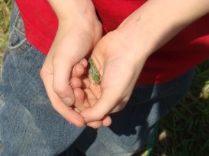 grasshopper grasshopper
