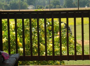 roses view roses view