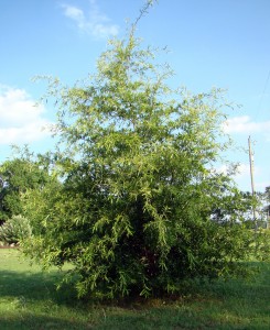 willow oak tree june 2010 (picnik) willow oak tree june 2010 picnik