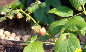 raspberries june 2010(picnik) raspberries june 2010picnik