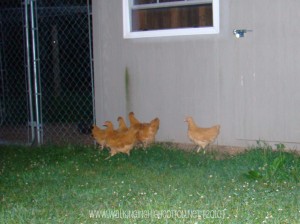 chickens dark (3) (picnik) chickens dark 3 picnik