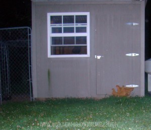 chickens outside in dark (1) (picnik) chickens outside in dark 1 picnik