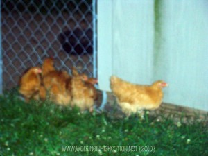 chickens in dark (2) (picnik) chickens in dark 2 picnik
