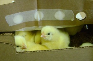 baby broilers 3-2010 baby broilers 3 2010 e1278703792866