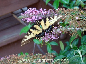 butterfly bush butterfly (picnik) butterfly bush butterfly picnik