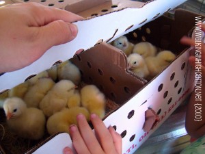 chicks in box 7-2010 (picnik) chicks in box 7 2010 picnik
