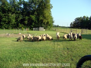 sheep across the back yard grass (picnik) (text) sheep across the back yard grass picnik text