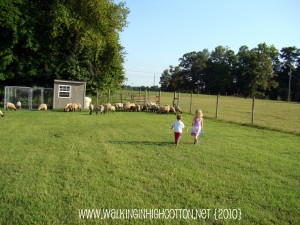 herding across the yard (picnik) (text) herding across the yard picnik text