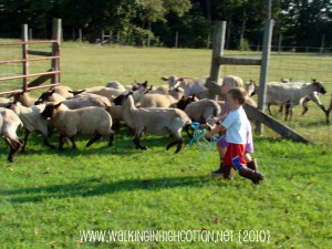 ruby wyatt herding (picnik) (text) ruby wyatt herding picnik text