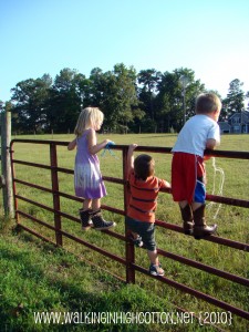 waylon climbing the gate (picnik) (text) waylon climbing the gate picnik text