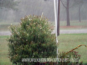raining bush (picnik) (text) raining bush picnik text