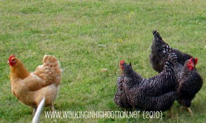 scattered chickens (picnik) (text) scattered chickens picnik text