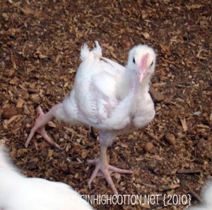 chick 3 wks (2)(picnik) (text) chick 3 wks 2picnik text