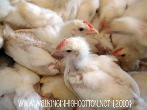 chick 3 wks (3) (picnik) (text) chick 3 wks 3 picnik text