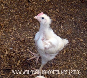 chicken 3 wks (picnik) (text) chicken 3 wks picnik text