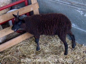 black lamb 2010 (picnik) (text) black lamb 2010 picnik text