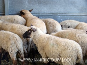 grown lambs (2) (picnik) (text) grown lambs 2 picnik text