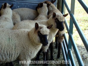 grown lambs 2010 (picnik) (text) grown lambs 2010 picnik text