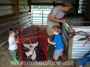 boys with chickens (picnik)(text) boys with chickens picniktext2