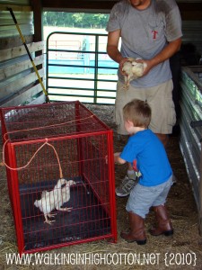 wyatt chickens gate (picnik)(text) wyatt chickens gate picniktext