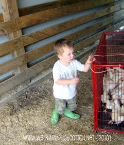 waylon with chickens (picnik) (text) waylon with chickens picnik text