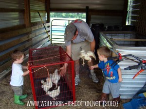 wyatt with chickens (picnik)(text) wyatt with chickens picniktext