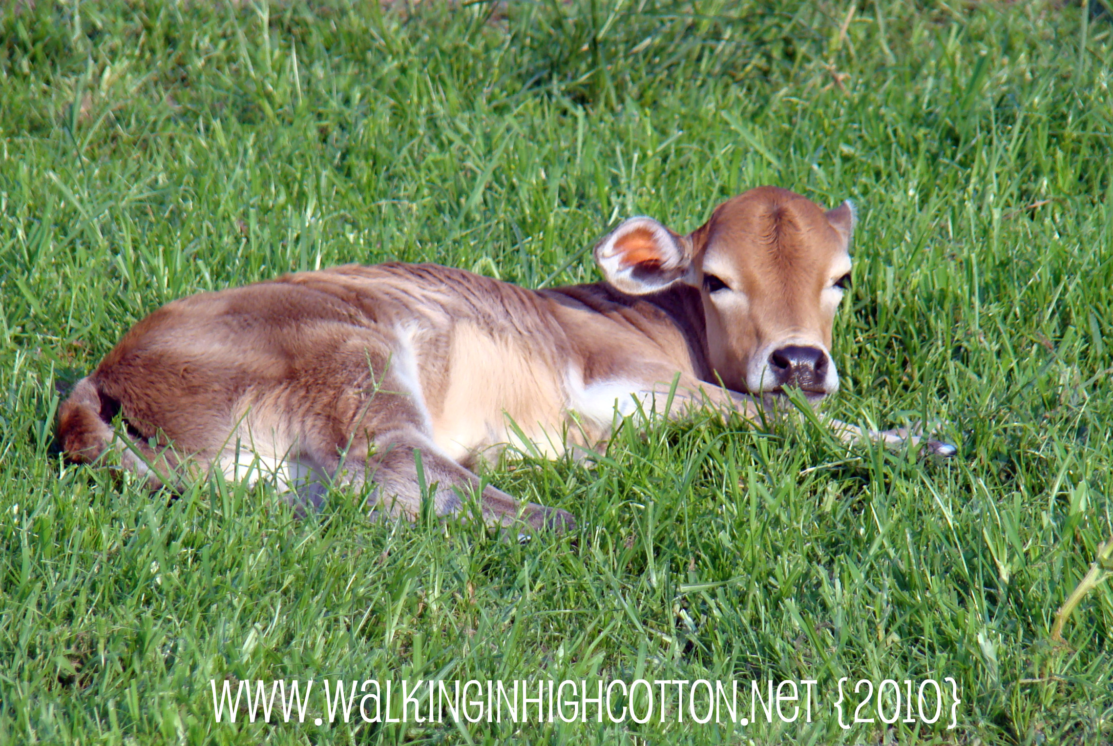 mabel in grass (picnik) (text) mabel in grass picnik