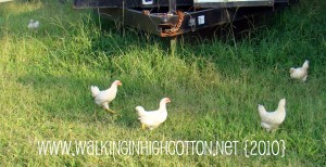 chickens on the loose (picnik) (text) chickens on the loose picnik text