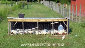 chicken tractor (picnik) (text) chicken tractor picnik text