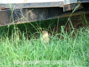 chicken under trailer (picnik) (text) chicken under trailer picnik text