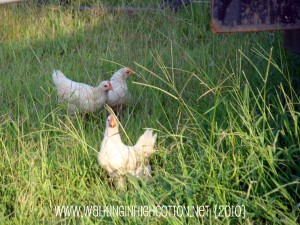 chickens (picnik) (text) chickens picnik text