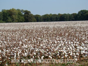 cotton without leaves (picnik) (text) cotton without leaves picnik text