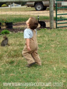 chasing chickens waylon (2) (picnik) (text) chasing chickens waylon 2 picnik text