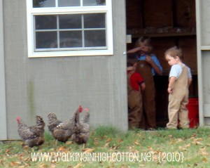 chasing chickens (3) (picnik) (text) chasing chickens 3 picnik text