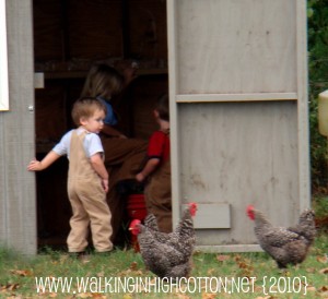 carhartt chickens (picnik) (text) carhartt chickens picnik text1
