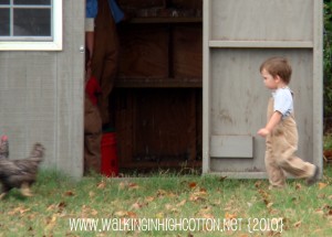 chasing chickens (1) (picnik) (text) chasing chickens 1 picnik text