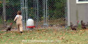 chasing chickens (9) (picnik) (text) chasing chickens 9 picnik text