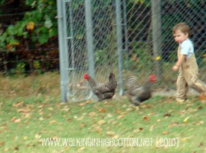 chasing chickens (8) (picnik) (text) chasing chickens 8 picnik text