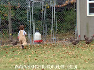 chasing chickens (10) (picnik) (text) chasing chickens 10 picnik text