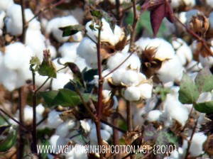 cotton close (picnik) (text) cotton close picnik text