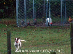 yankee running (picnik) (text) yankee running picnik text