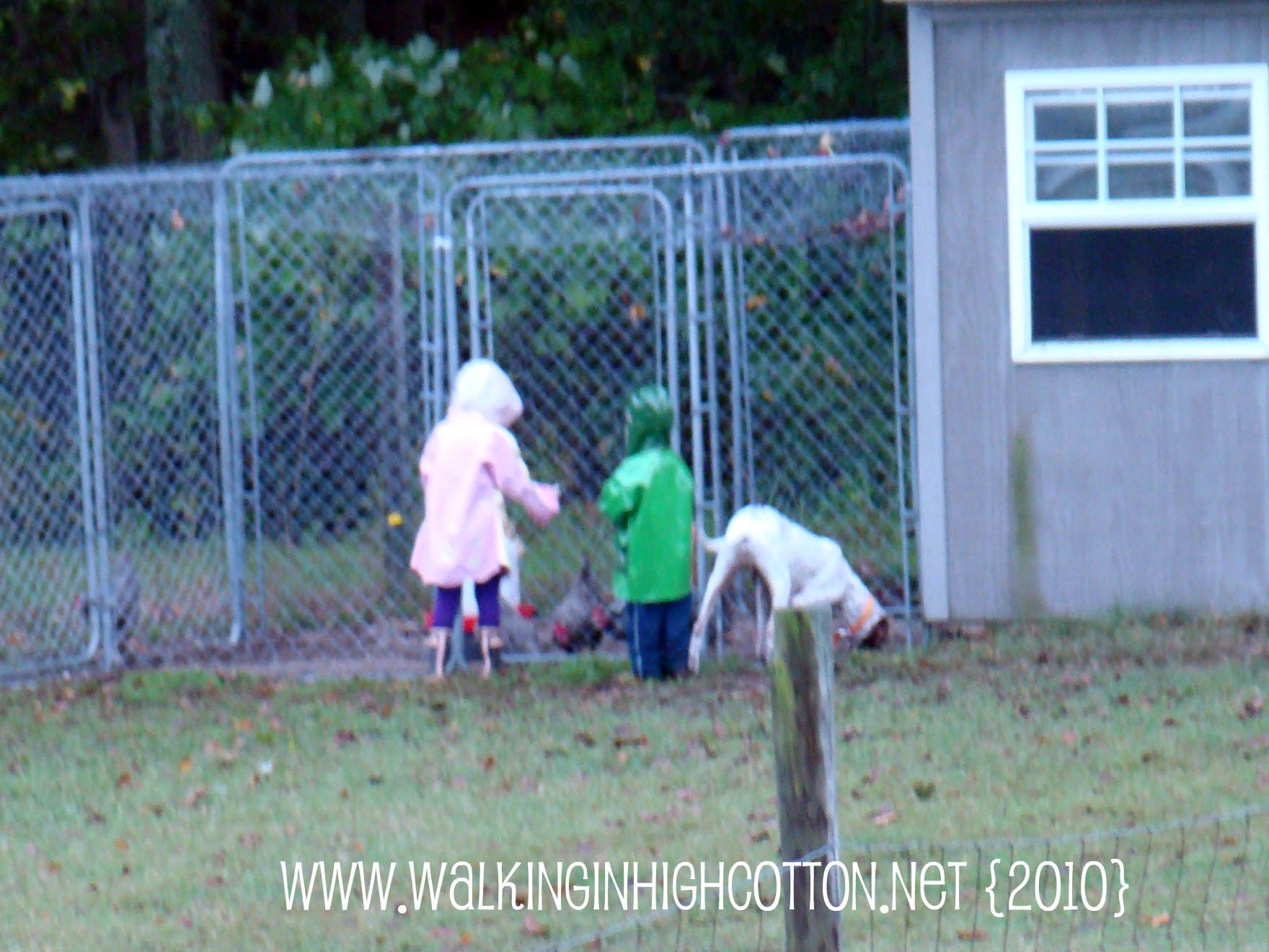 feeding chickens in rain (picnik) (text) feeding chickens in rain picnik