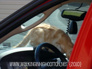 cat in hemi (4) (picnik) (text) cat in hemi 4 picnik text