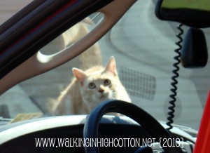 cat in hemi (2) (picnik) (text) cat in hemi 2 picnik text