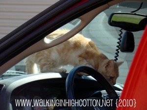 cat in hemi (3) (picnik) (text) cat in hemi 3 picnik text