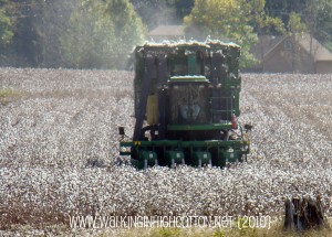 cotton (2) cotton 2
