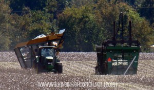 cotton (6) cotton 6