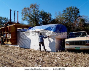 stock-photo-covering-the-cotton-module-24041536 stock photo covering the cotton module 24041536
