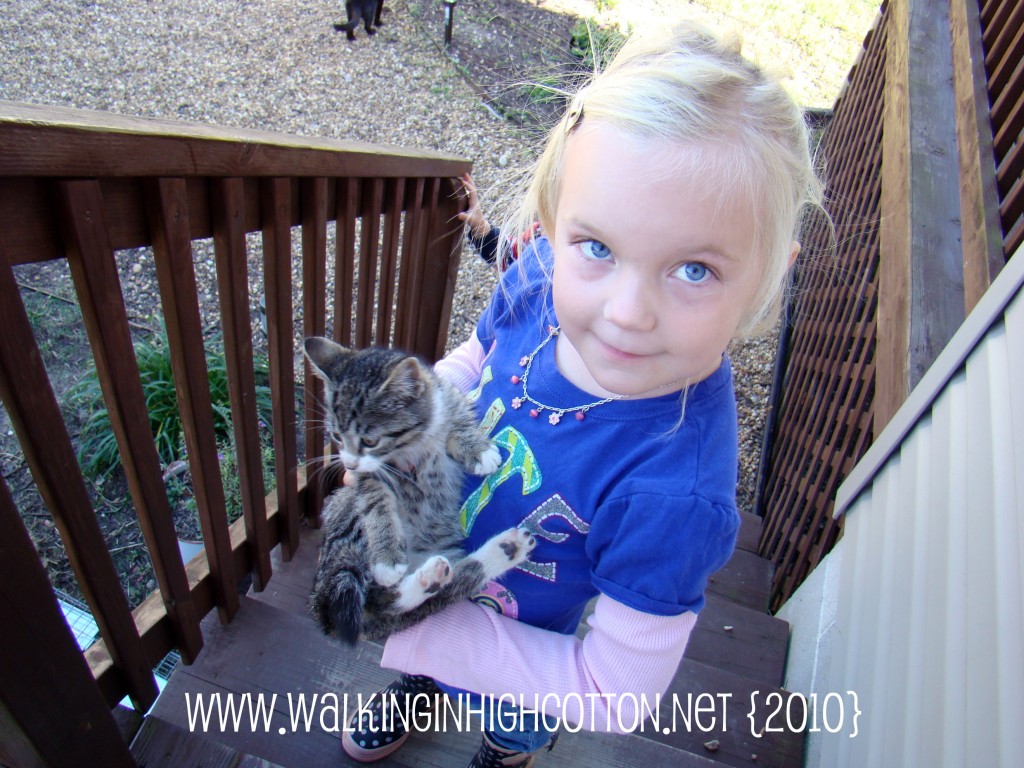 kitten (4) kitten 4