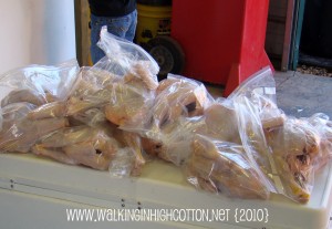 chickens (4) chickens 4